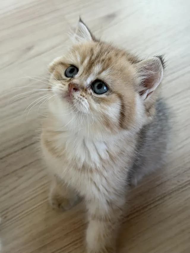 แมวบริติช แท้หน้าหมี