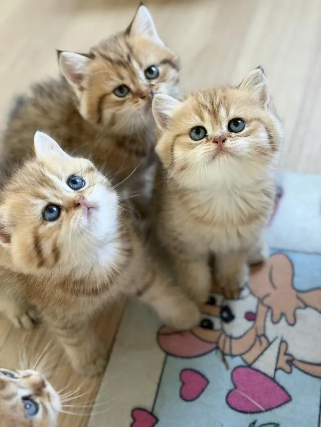 แมวบริติช แท้หน้าหมี