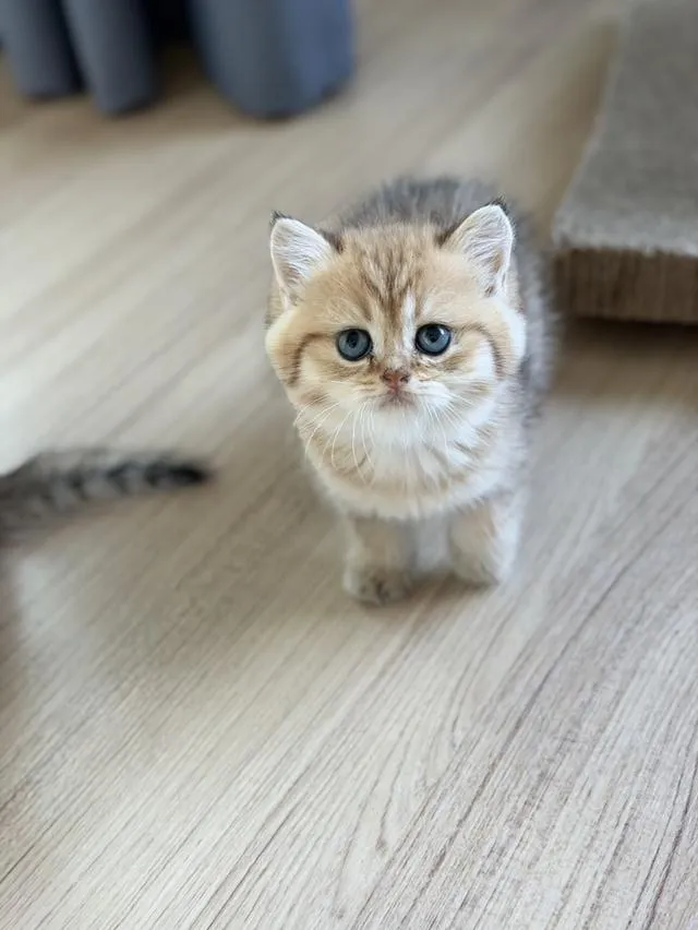 แมวบริติช แท้หน้าหมี
