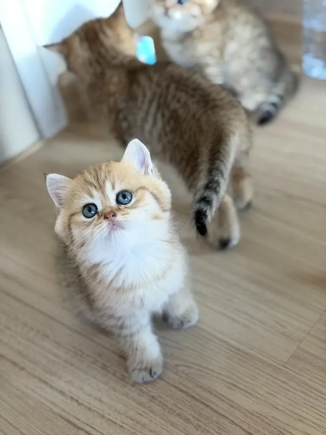 แมวบริติช แท้หน้าหมี