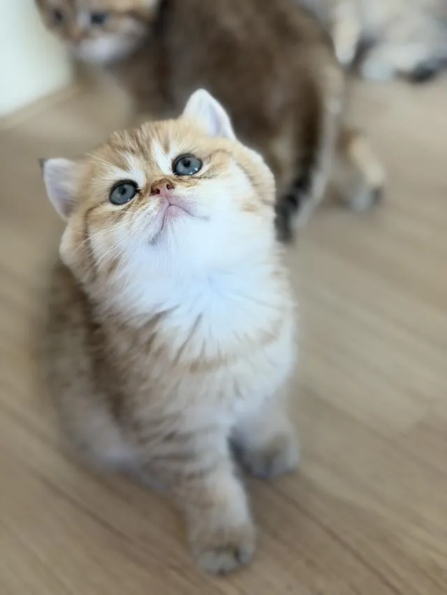 แมวบริติช แท้หน้าหมี