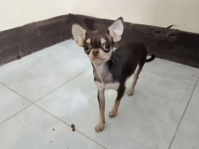 ขนสั้น ญ