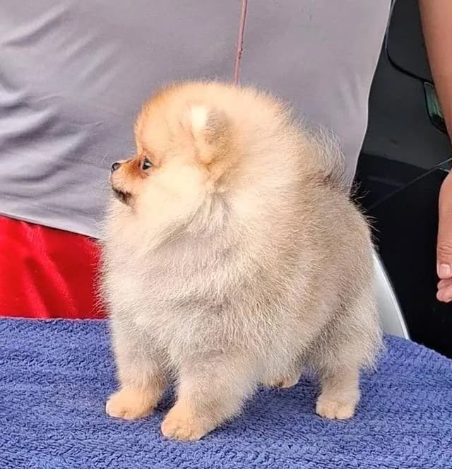 สุนัขพันธุ์ปอมเมอเรเนียน