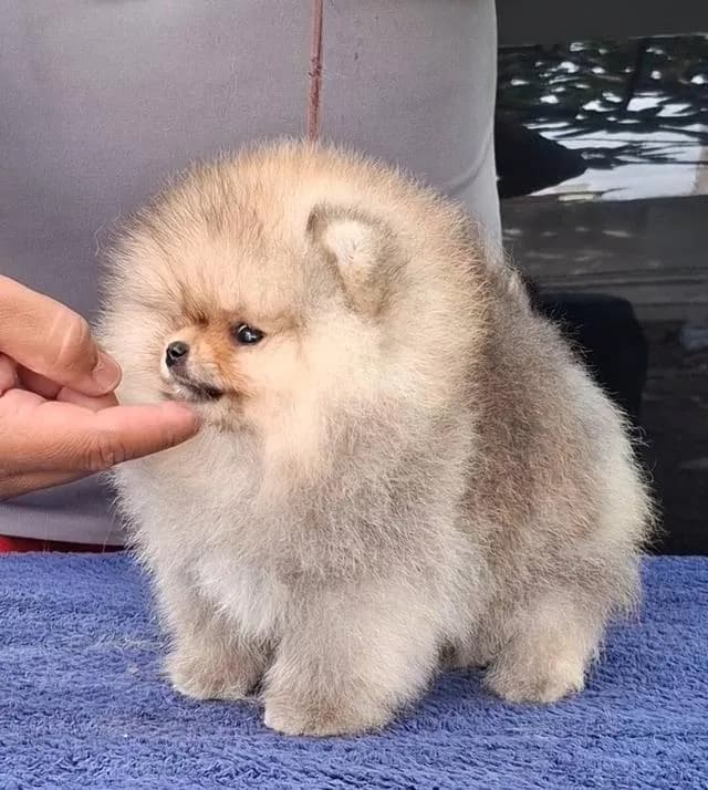 สุนัขพันธุ์ปอมเมอเรเนียน