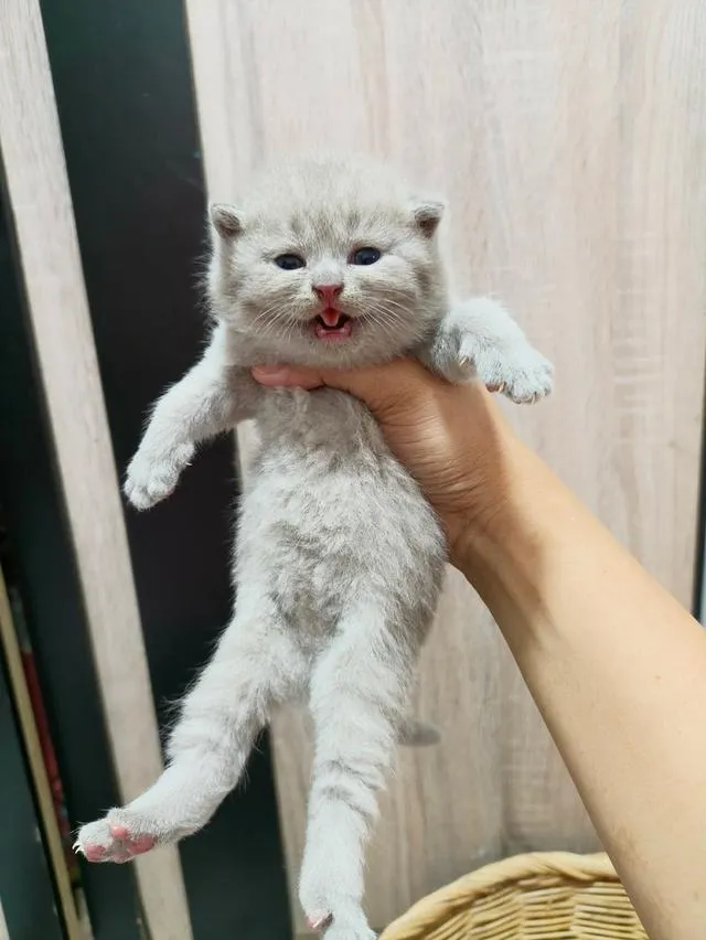 แมวสายพันบริติชช็อตแฮร์