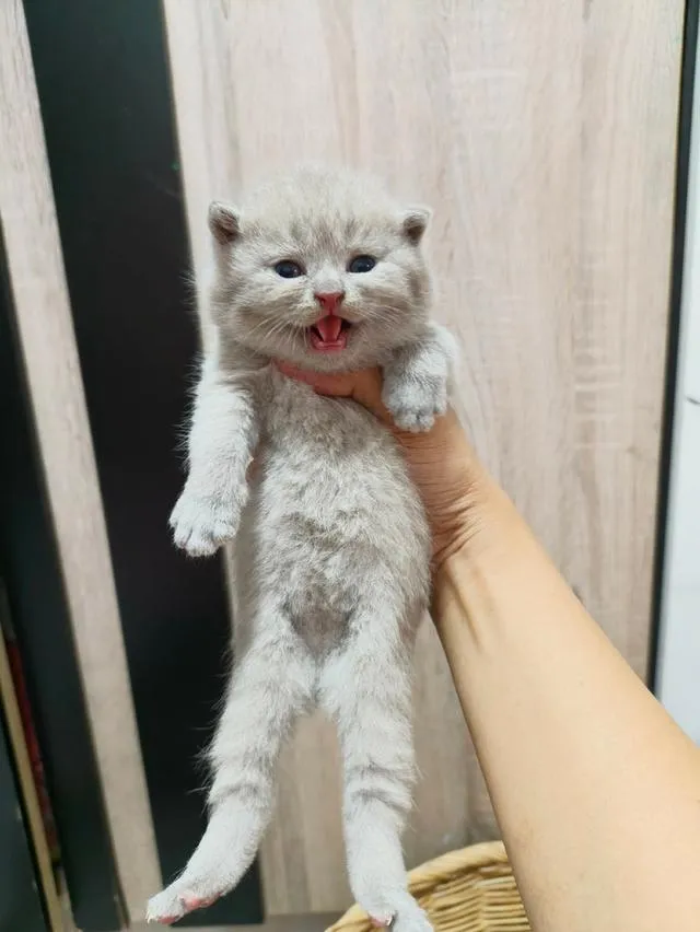 แมวสายพันบริติชช็อตแฮร์