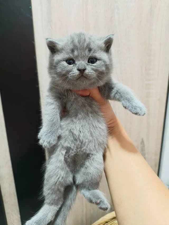 แมวสายพันบริติชช็อตแฮร์