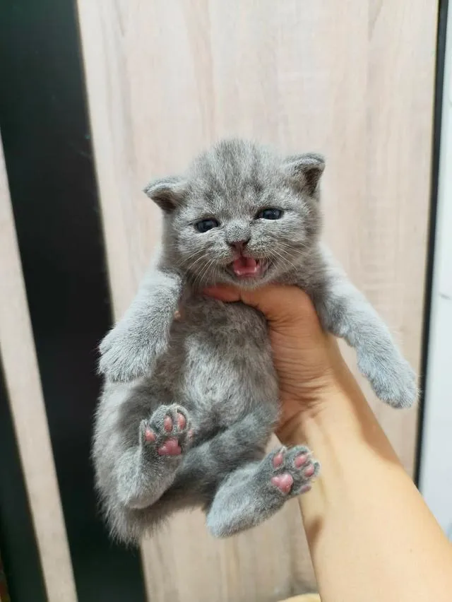 แมวสายพันบริติชช็อตแฮร์