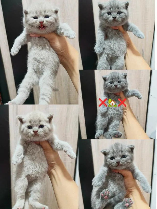 แมวสายพันบริติชช็อตแฮร์