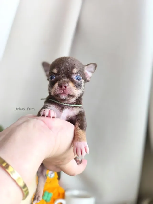 เปิดจอง น้องจิ๋ว
