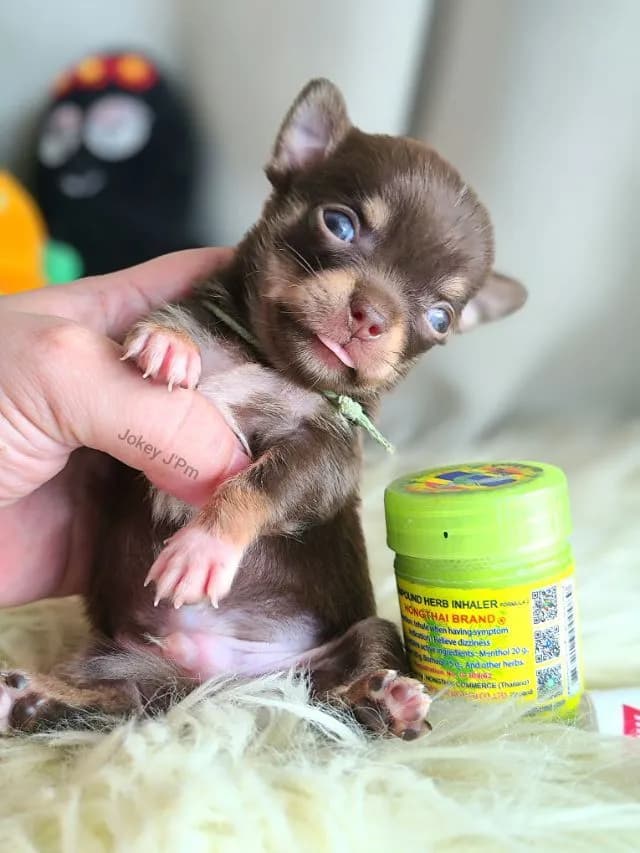 เปิดจอง น้องจิ๋ว