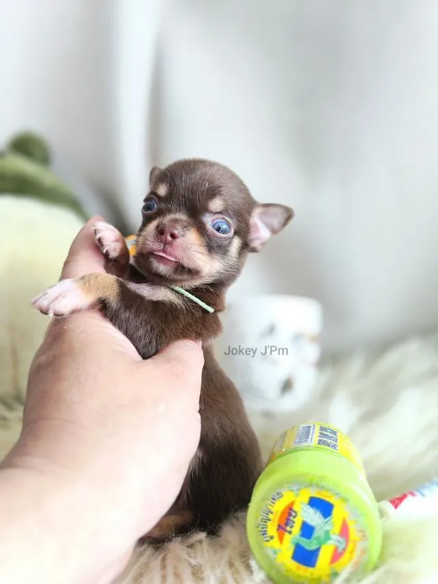 เปิดจอง น้องจิ๋ว