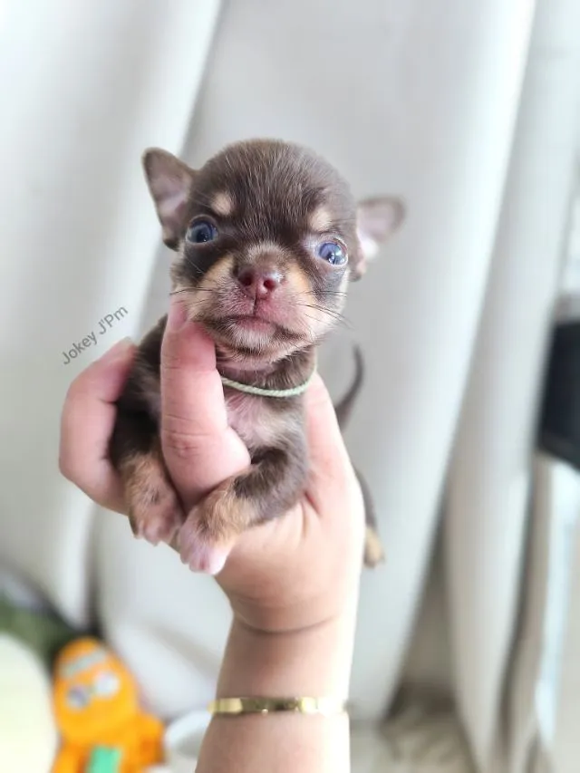 เปิดจอง น้องจิ๋ว