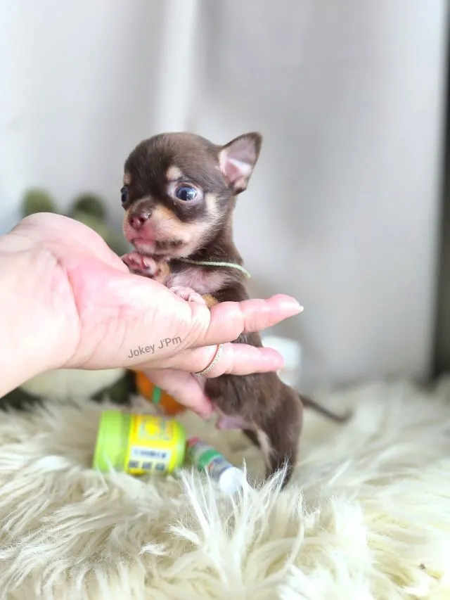 เปิดจอง น้องจิ๋ว