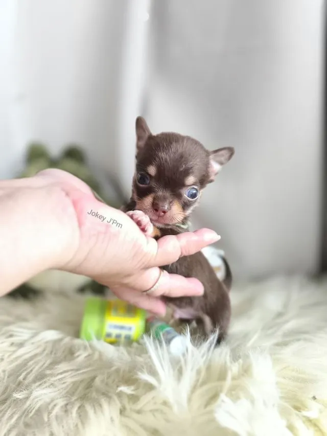 เปิดจอง น้องจิ๋ว