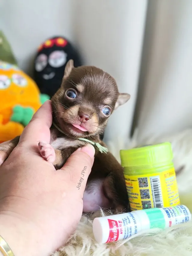 เปิดจอง น้องจิ๋ว