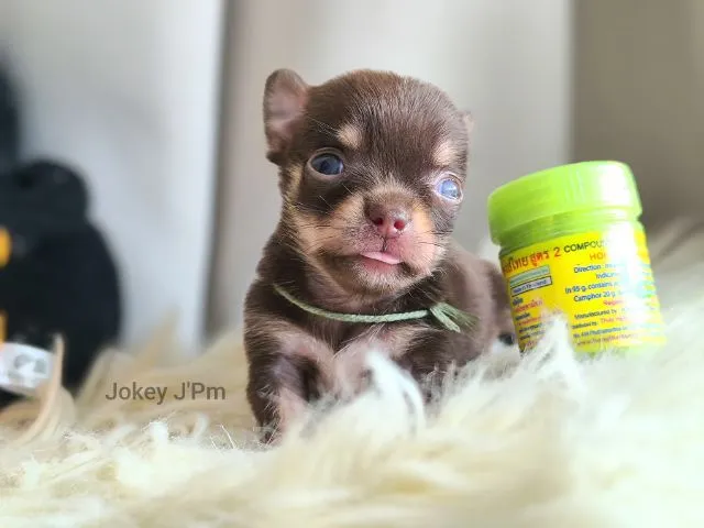 เปิดจอง น้องจิ๋ว