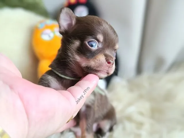 เปิดจอง น้องจิ๋ว