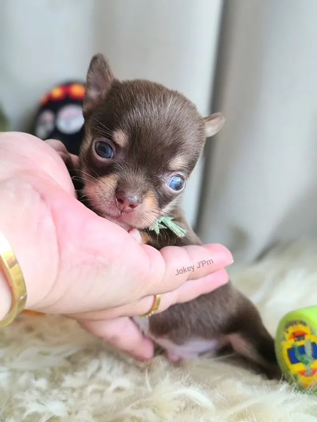 เปิดจอง น้องจิ๋ว