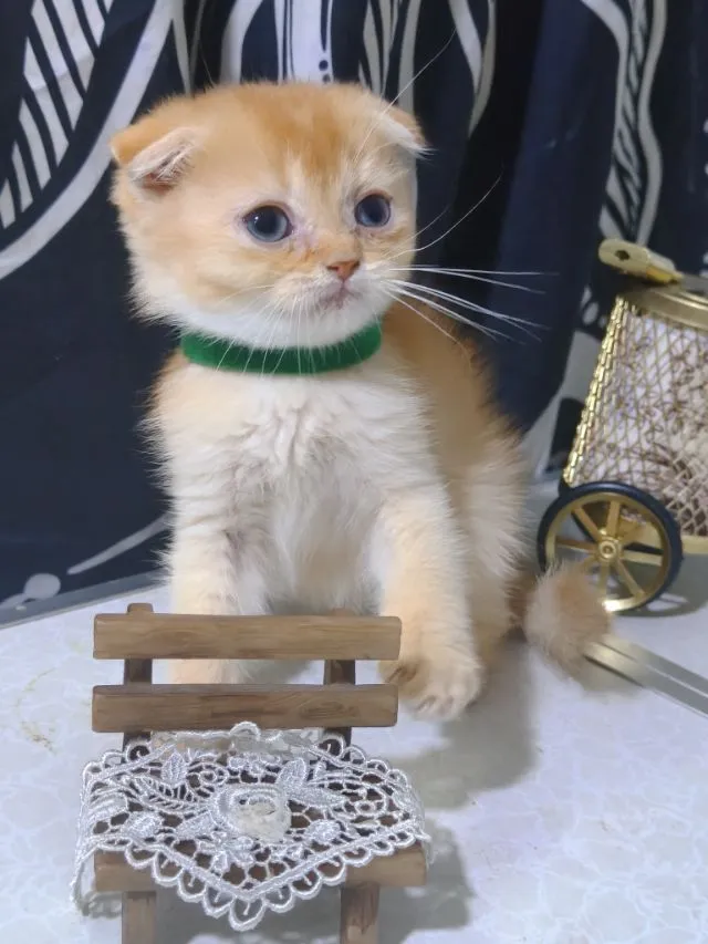 น้องแมวหลายตัว ทั้งขาสั้น ขาปกติ หลายสี น่ารักมากๆ