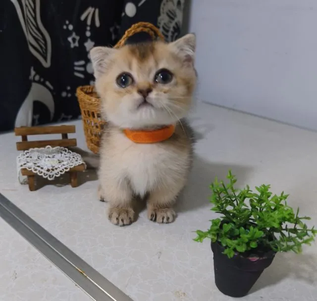 น้องแมวหลายตัว ทั้งขาสั้น ขาปกติ หลายสี น่ารักมากๆ