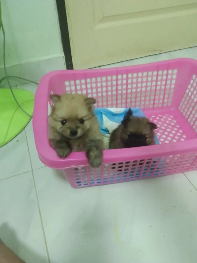 ปอมๆๆเเท้