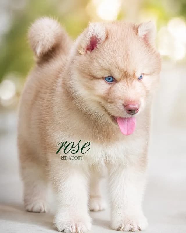 ขายไซบีเรียนฮัสกี้แท้ มีใบ Pedigree ประกันสุขภาพ | Siberian Husky For Sale Thailand |