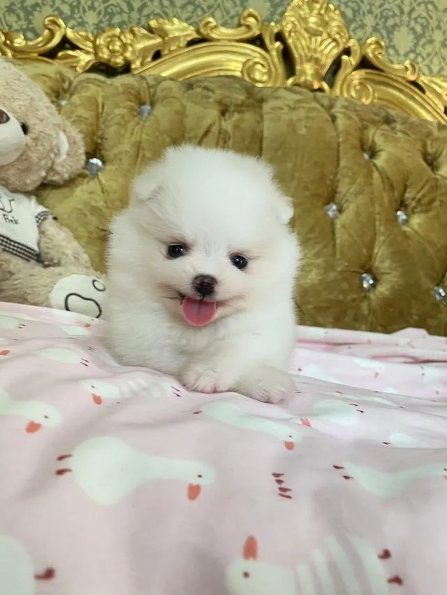 ลูกปอมเมอรเนียนแท้ มีบริการจัดส่งถึงบ้าน
