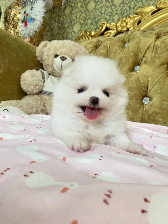 ลูกปอมเมอรเนียนแท้ มีบริการจัดส่งถึงบ้าน