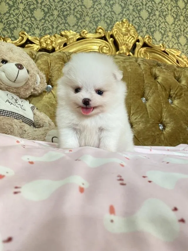 ลูกปอมเมอรเนียนแท้ มีบริการจัดส่งถึงบ้าน