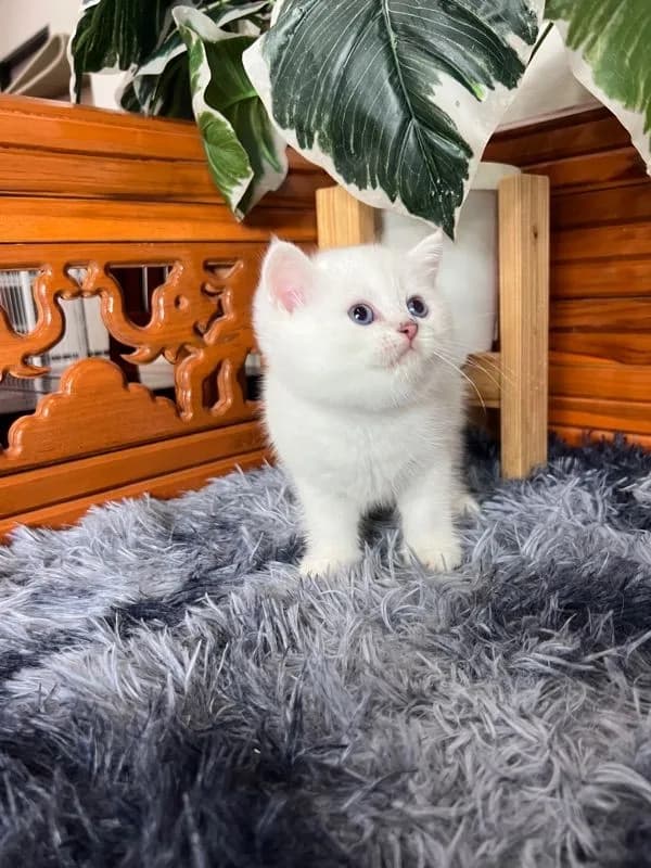 ลูกแมวบริติช