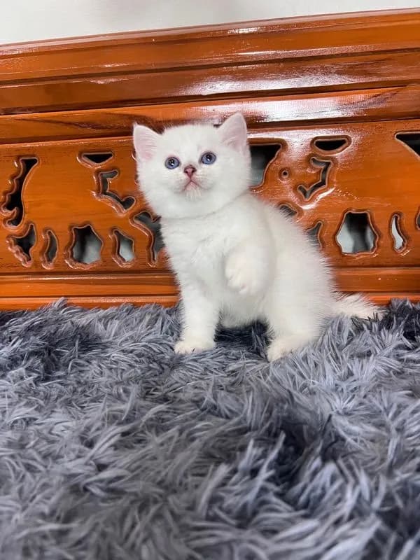 ลูกแมวบริติช