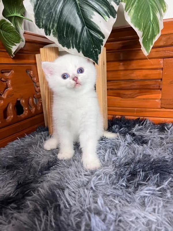ลูกแมวบริติช