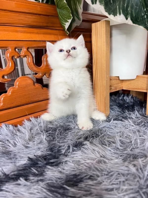 ลูกแมวบริติช