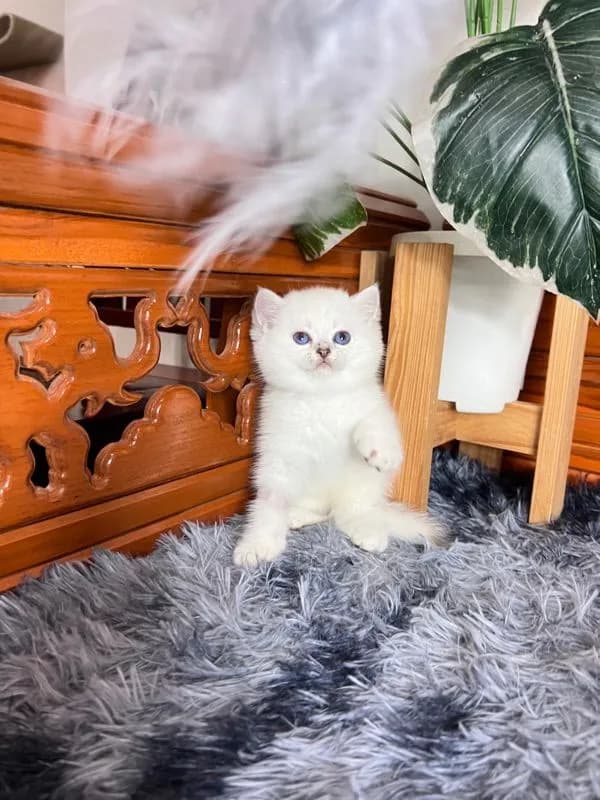ลูกแมวบริติช