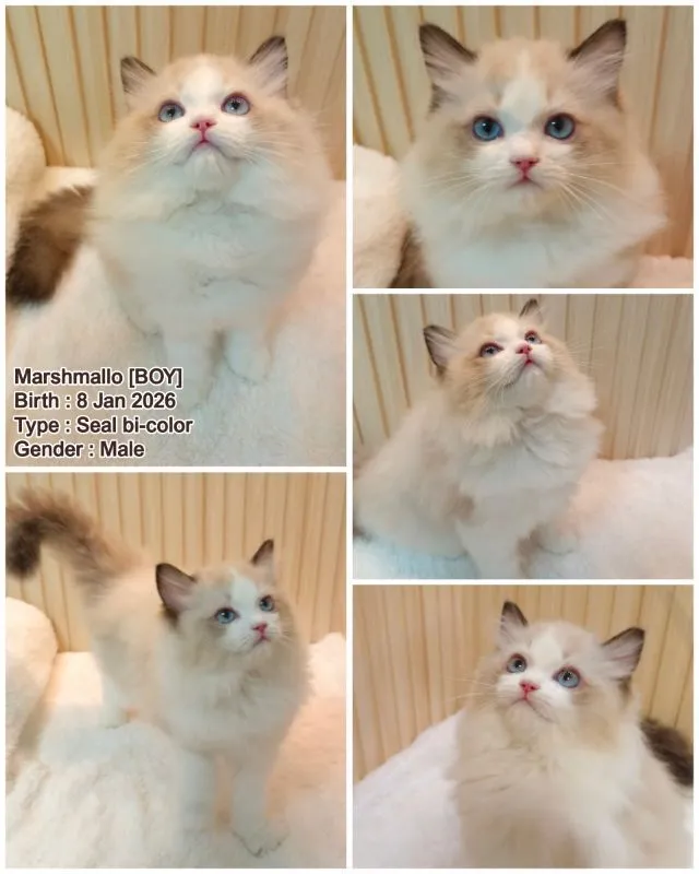 Ragdoll หน้าหมีโครงสร้างใหญ่ ขนฟู ตัวแน่น