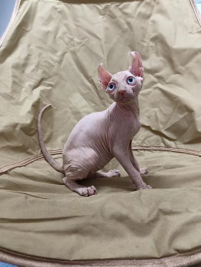 ดช.สฟิงซ์หูพลิกsphynx