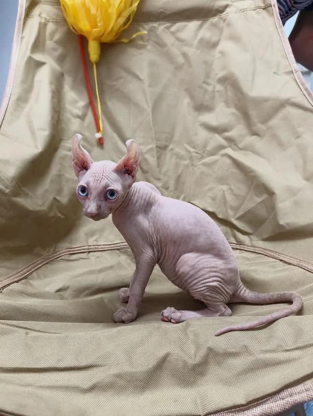 ดช.สฟิงซ์หูพลิกsphynx