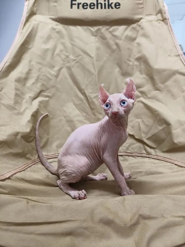 ดช.สฟิงซ์หูพลิกsphynx