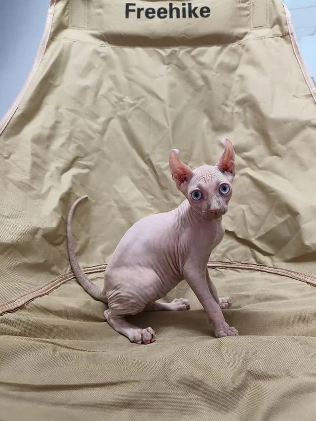ดช.สฟิงซ์หูพลิกsphynx