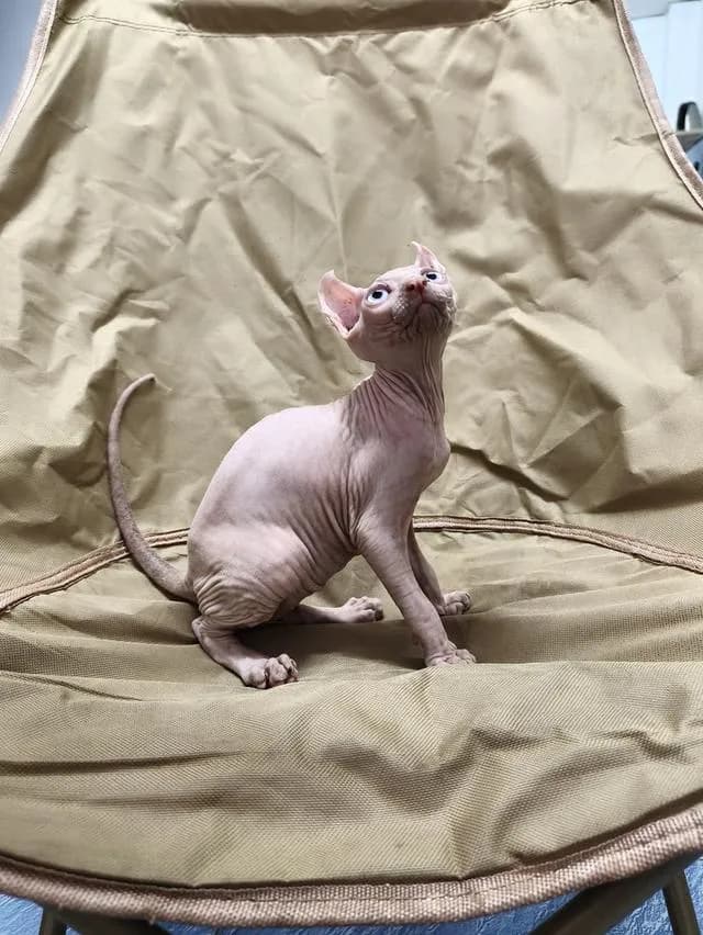ดช.สฟิงซ์หูพลิกsphynx