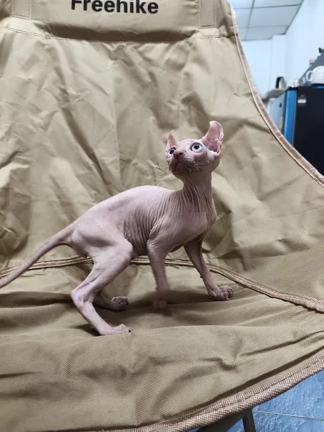 ดช.สฟิงซ์หูพลิกsphynx