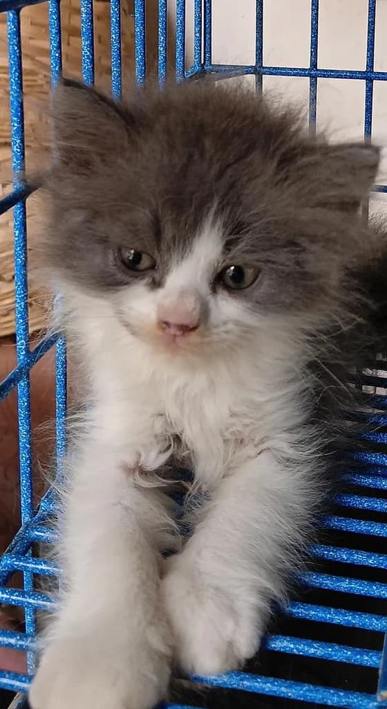 น้องแมวน่ารัก สก็อตติชเปอร์เซีย