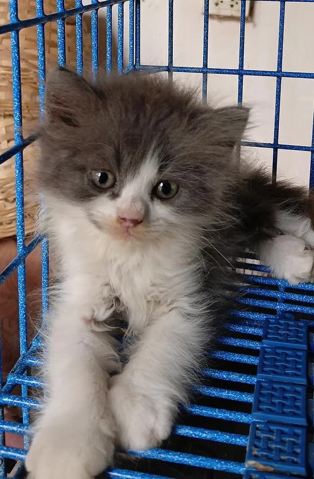 น้องแมวน่ารัก สก็อตติชเปอร์เซีย
