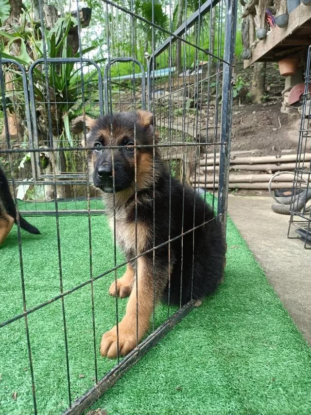 สุนัขพันธุ์เยอรมันเขพเพอด