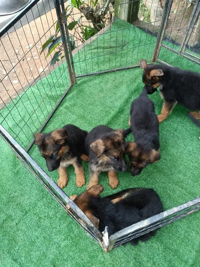 สุนัขพันธุ์เยอรมันเขพเพอด