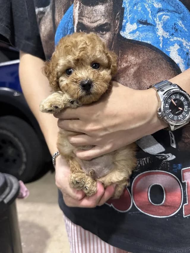 ลูกสุนัขพุดเดิ้ลทอย ชาย ลพบุรี