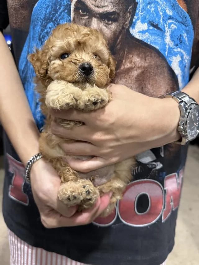 ลูกสุนัขพุดเดิ้ลทอย ชาย ลพบุรี