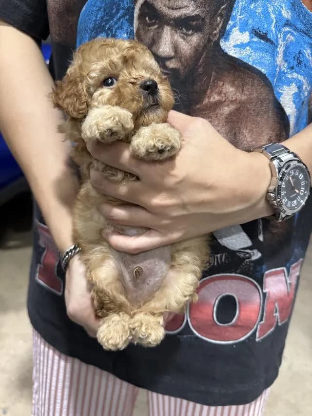 ลูกสุนัขพุดเดิ้ลทอย ชาย ลพบุรี