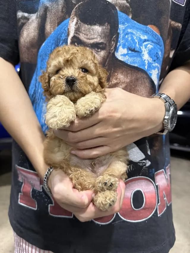ลูกสุนัขพุดเดิ้ลทอย ชาย ลพบุรี